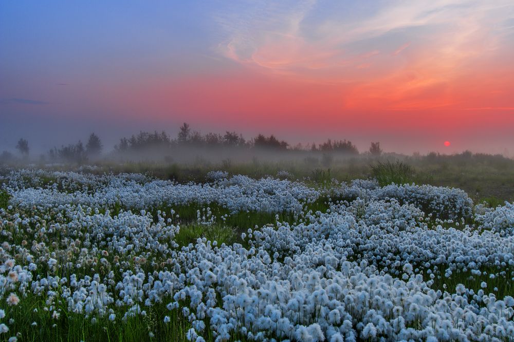 " Зорька и пушица "