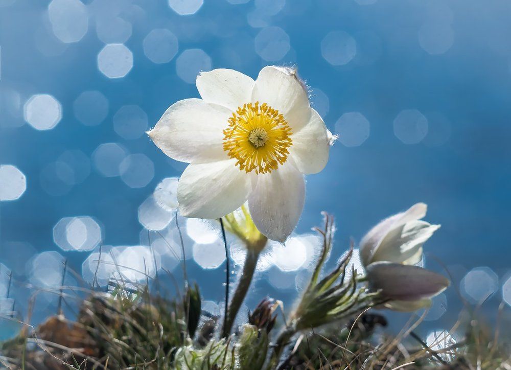 Грёзы сон-травы.