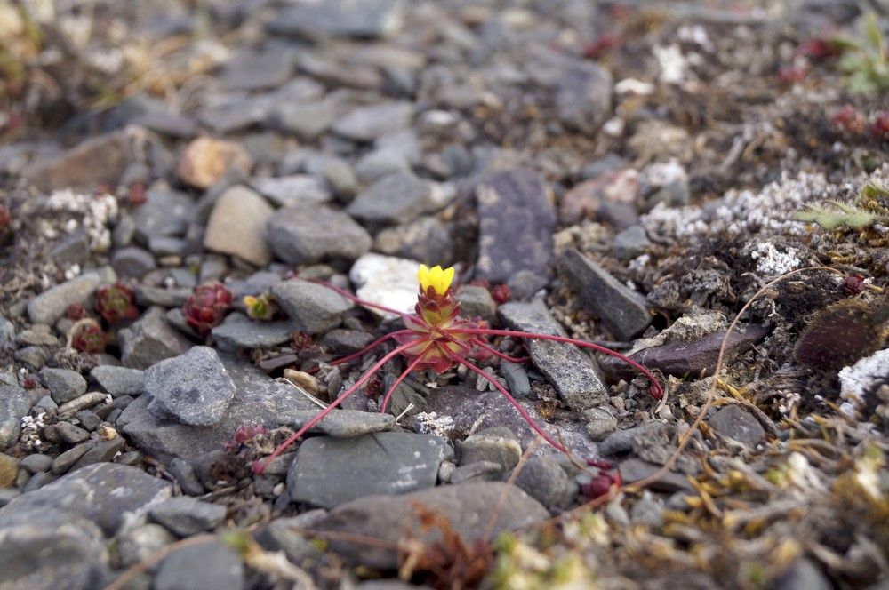 камнеломка