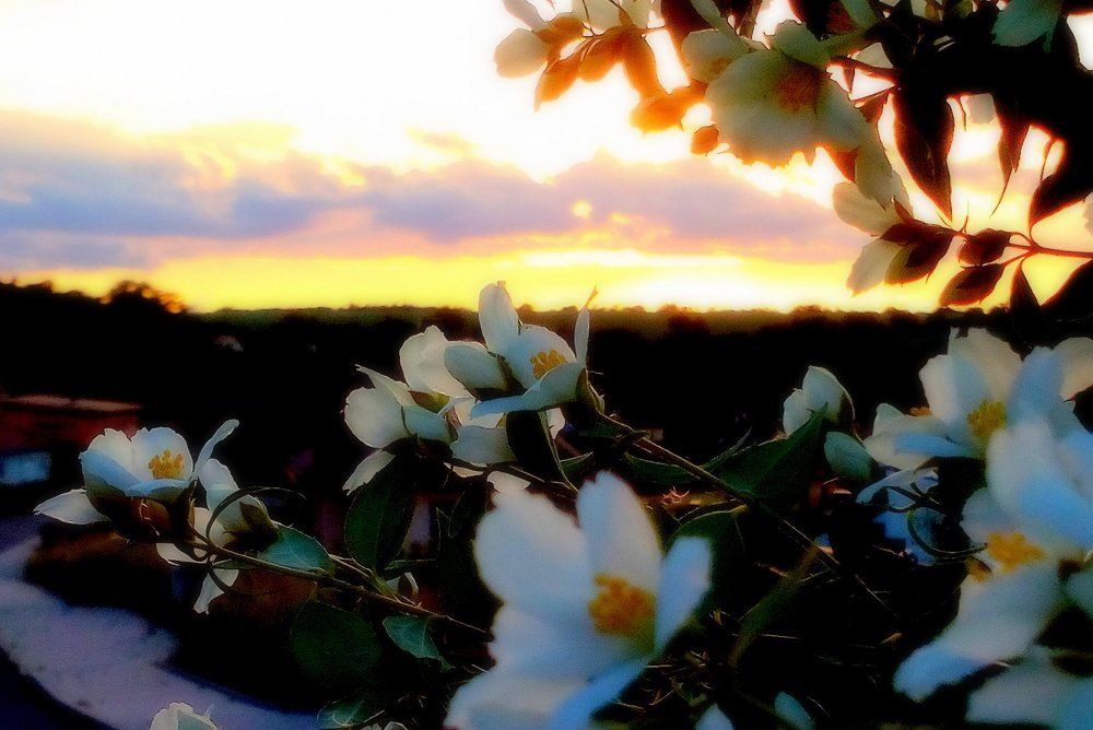 Жасминовый закат