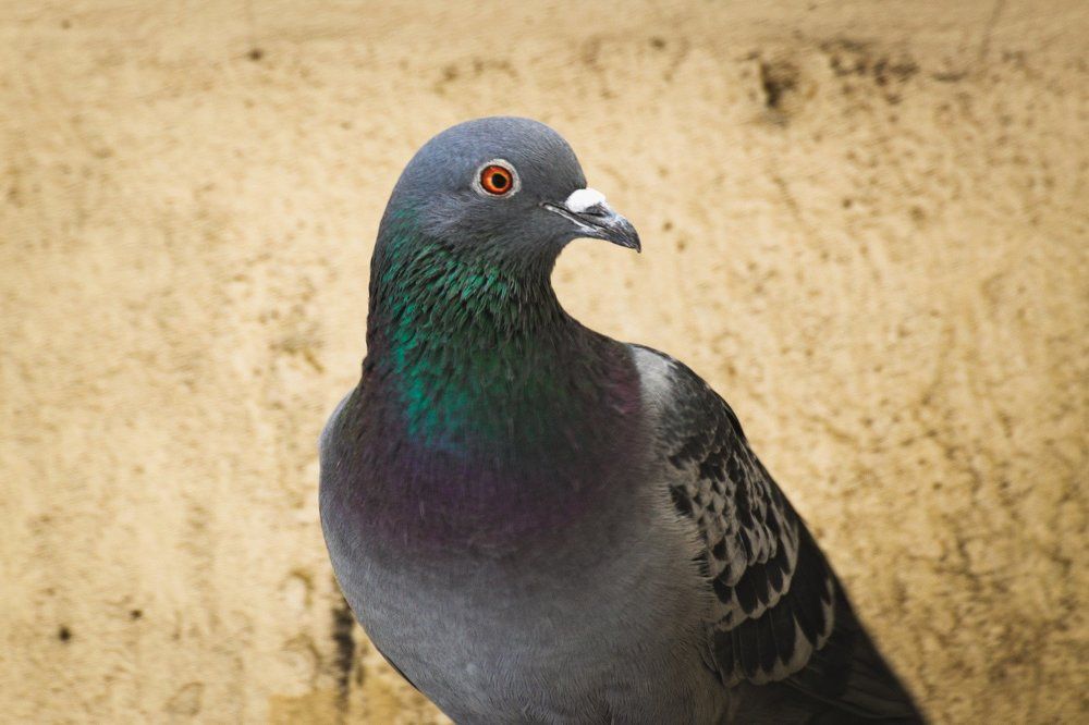 Feral Pigeon