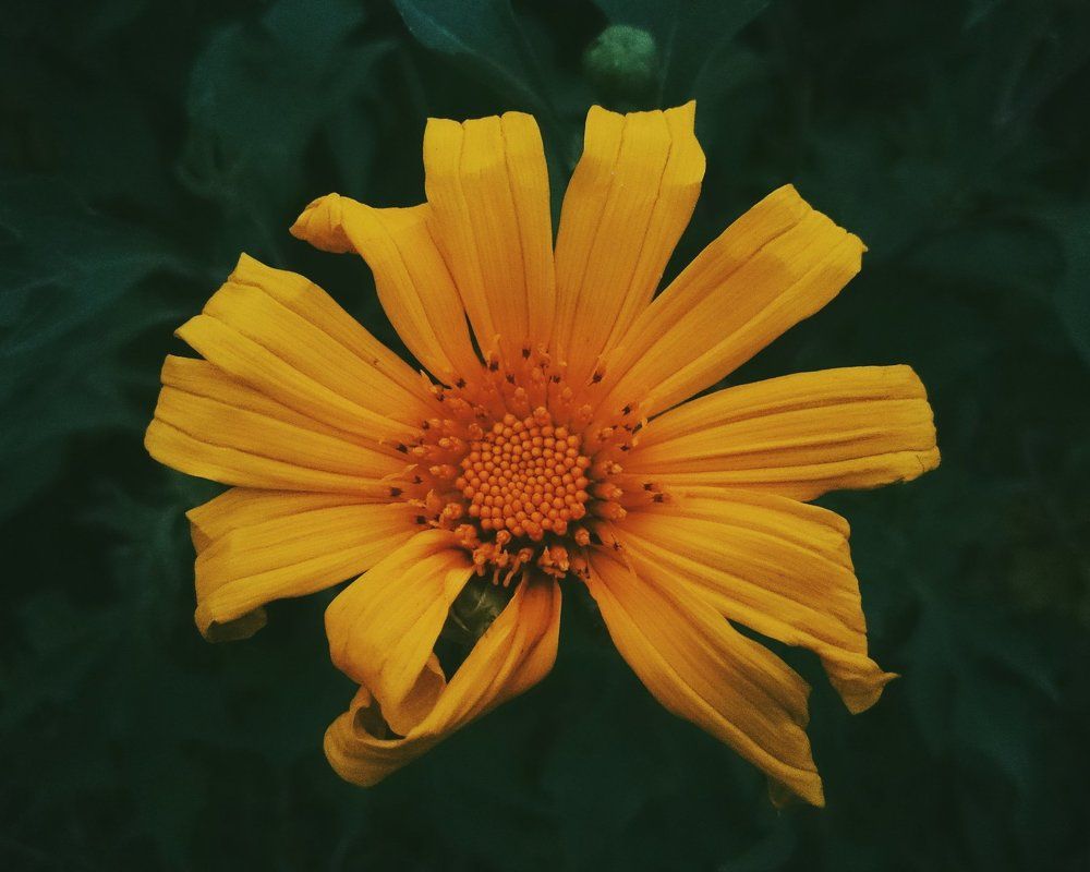 Yellow Daisy