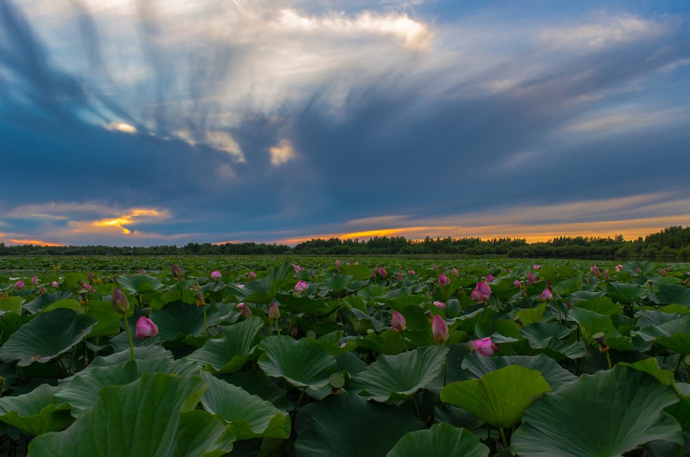 Лотосы цветут