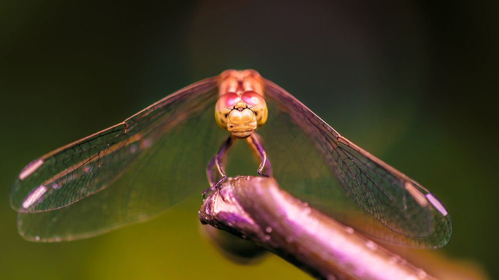 Photograph by Сергей Масленников