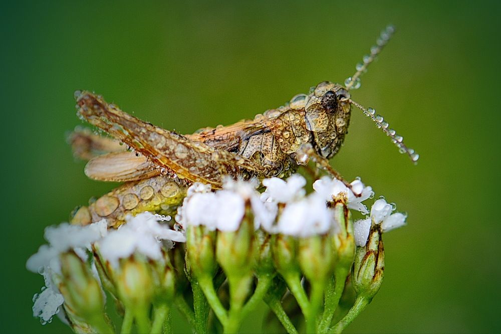 В росе сидел кузнечик.