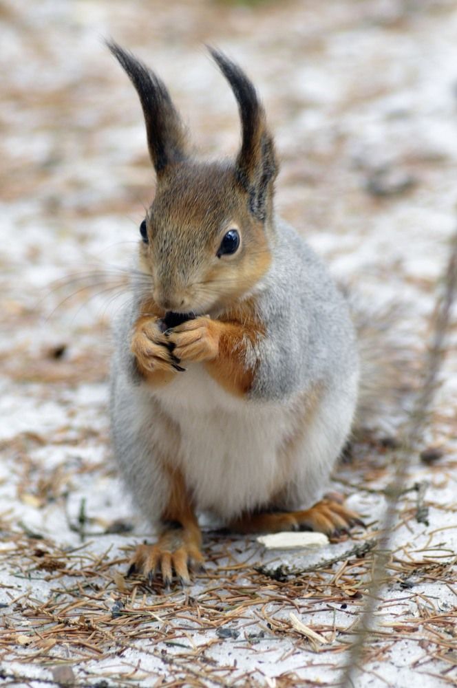 Ушки на макушке