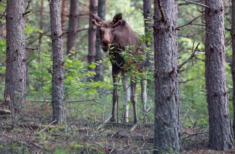 Молодой лось