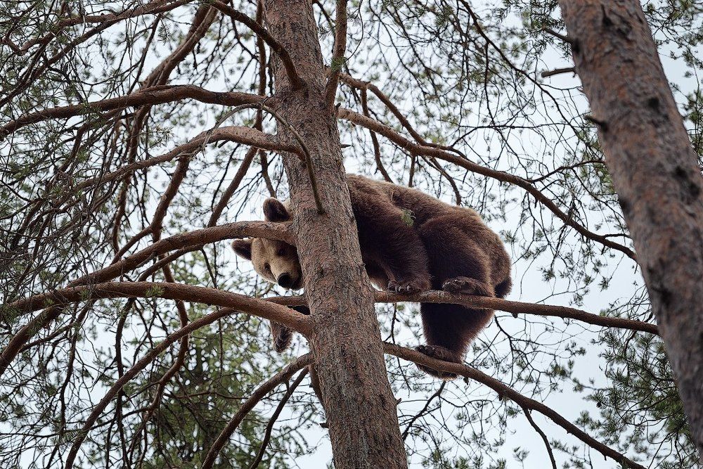 Небывалое бывает