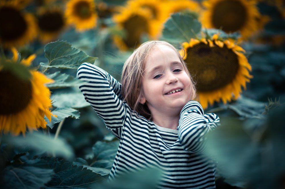 Подсолнухи