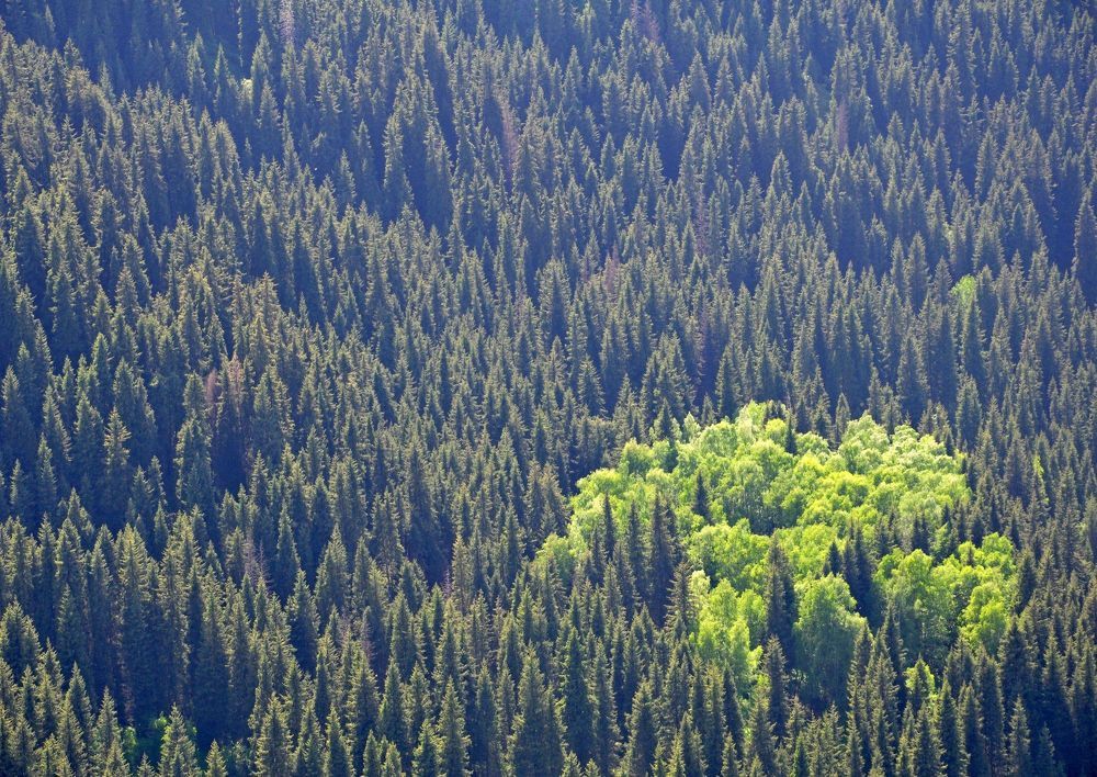 Осиновая роща в еловом лесу