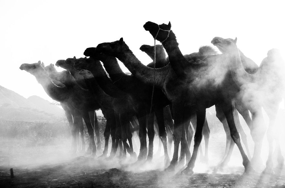 Camels