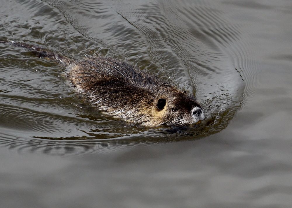 Myocastor coypus
