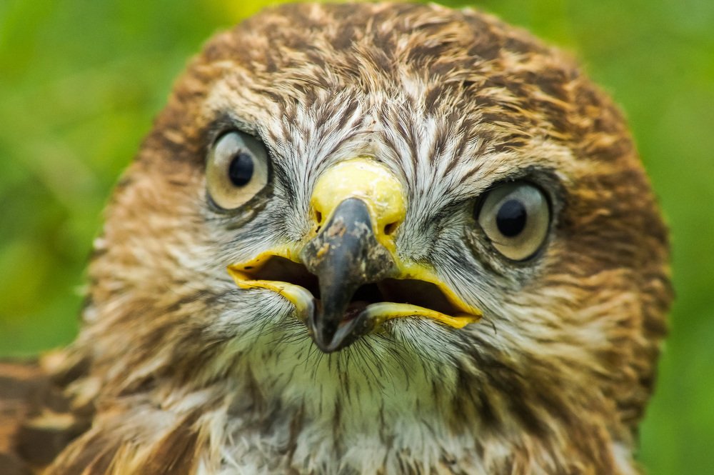 Желторотик