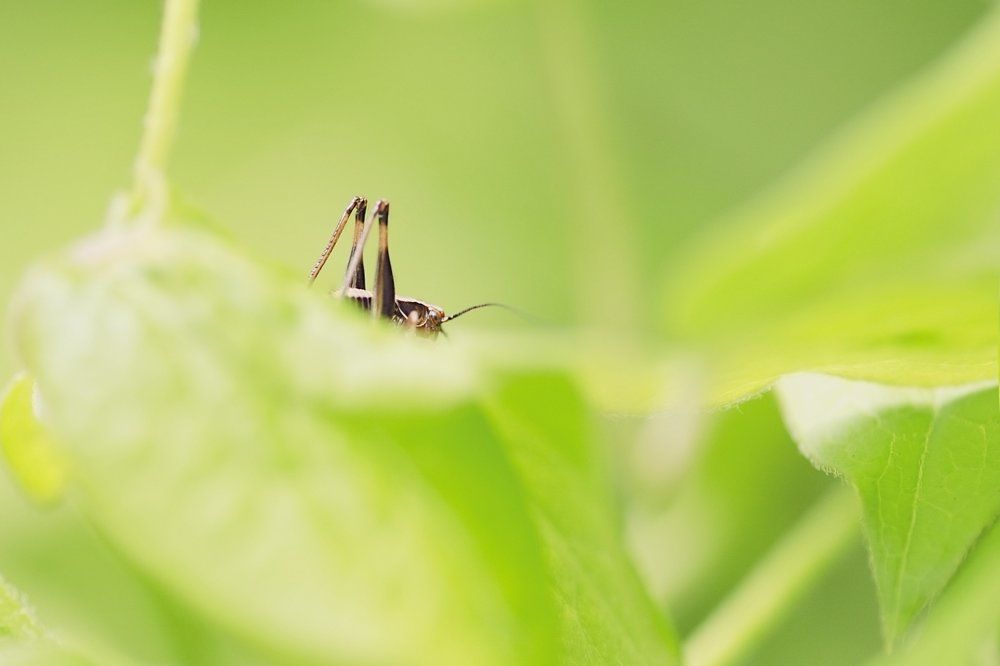 кто это спрятался?