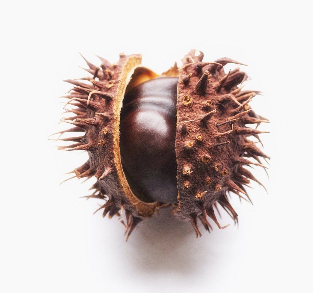 милая колючка