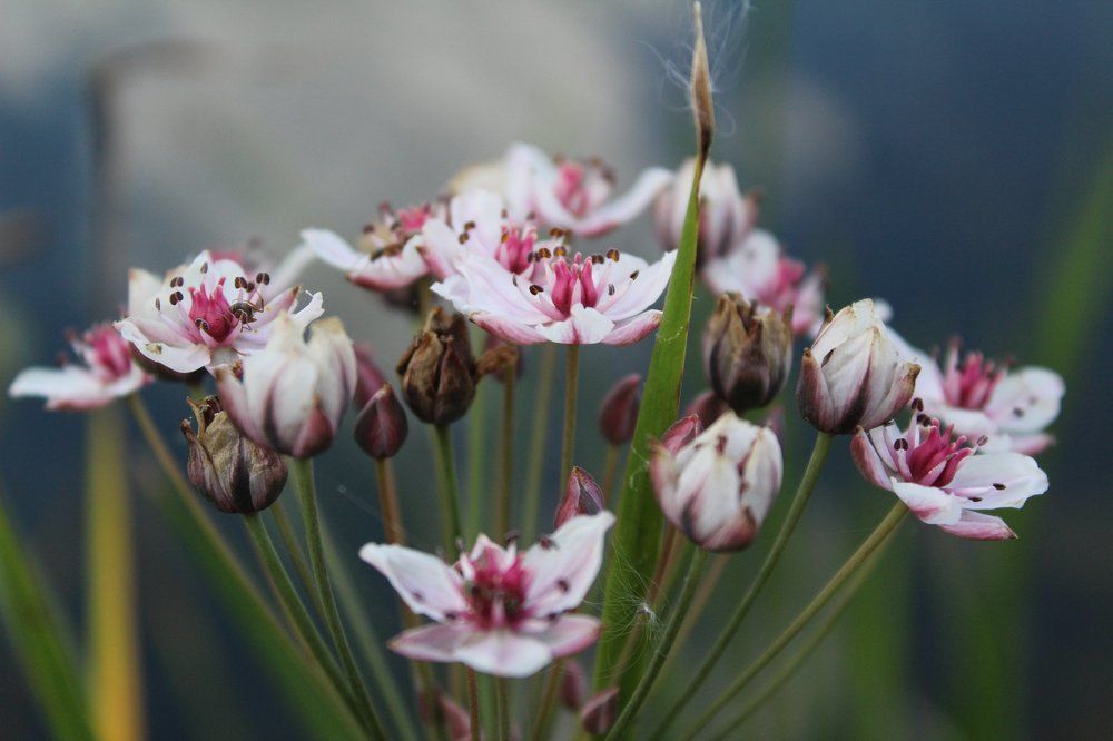 Простая красота....