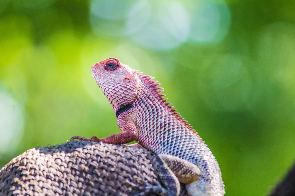 gardan lizard