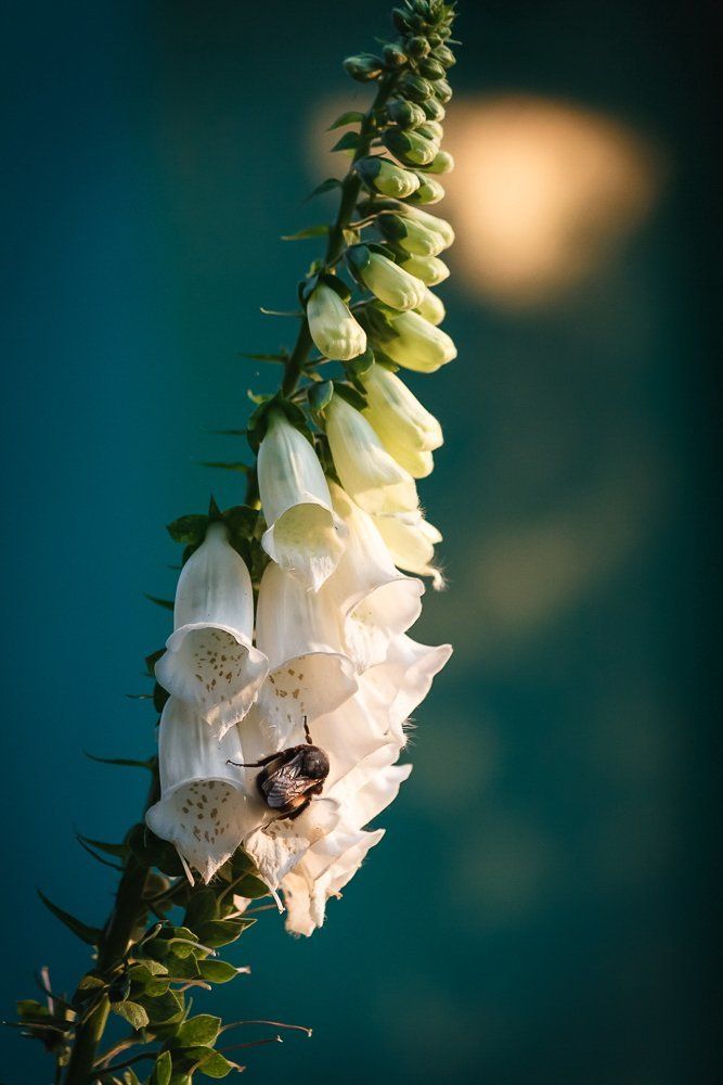 Медовый цвет