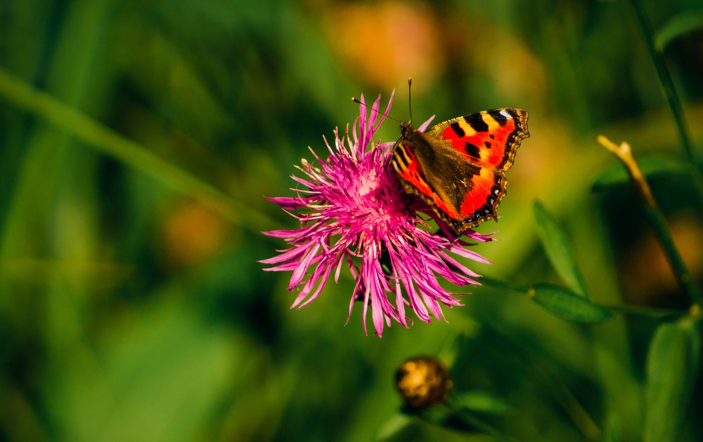Butterfly on Flower