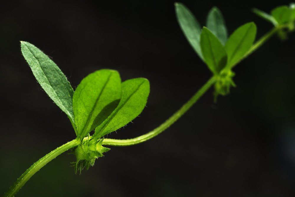 Природные линии