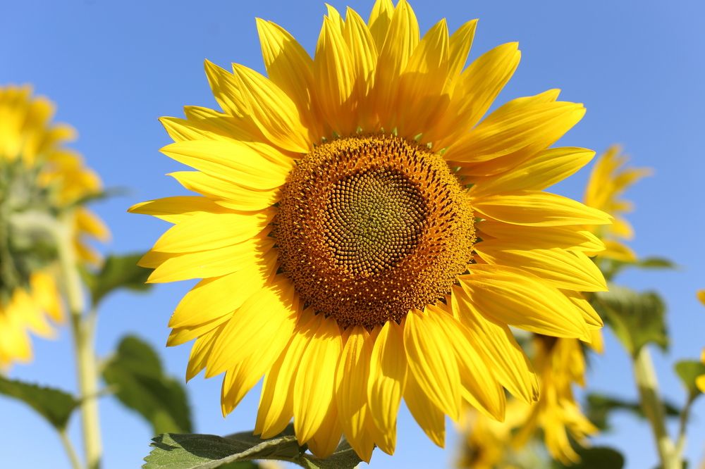 Я как Солнышко