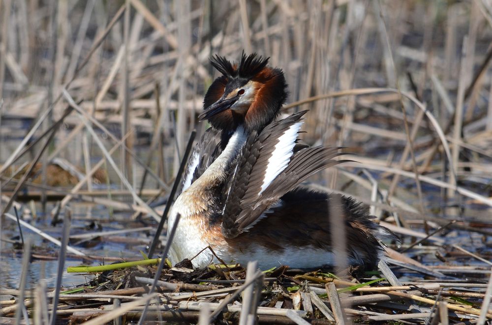 На защите гнезда