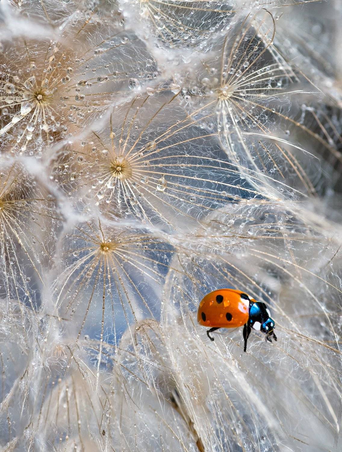 Exploring the dandelion