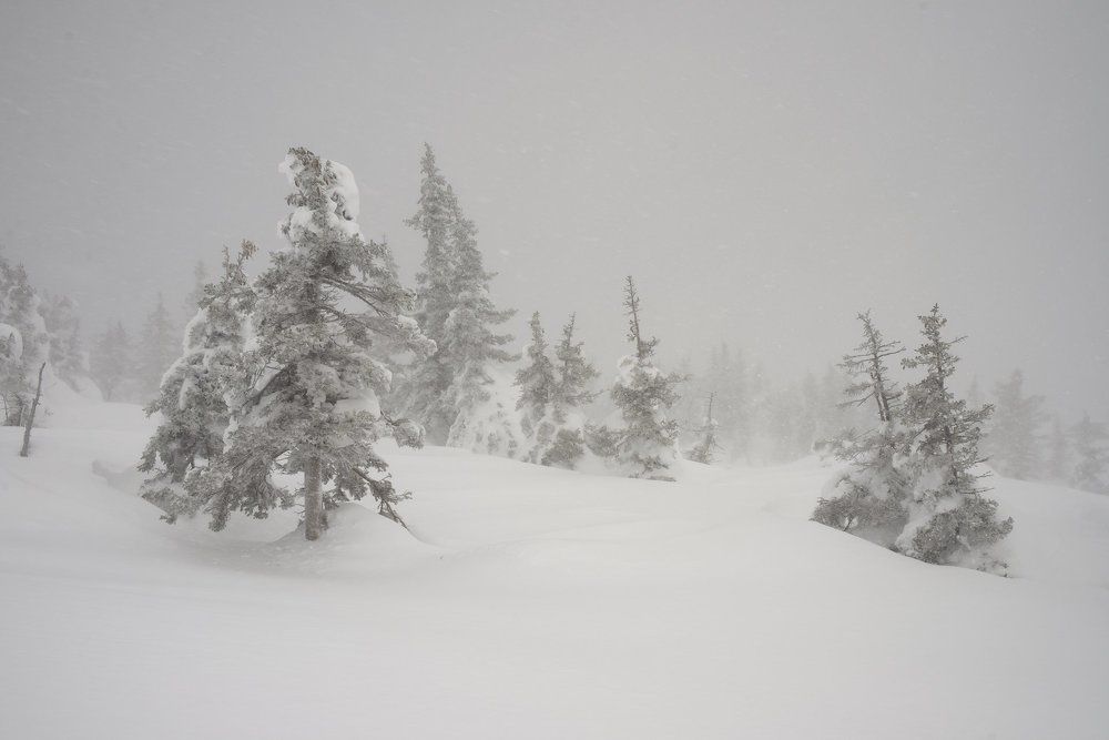 Метель. Blizzard.