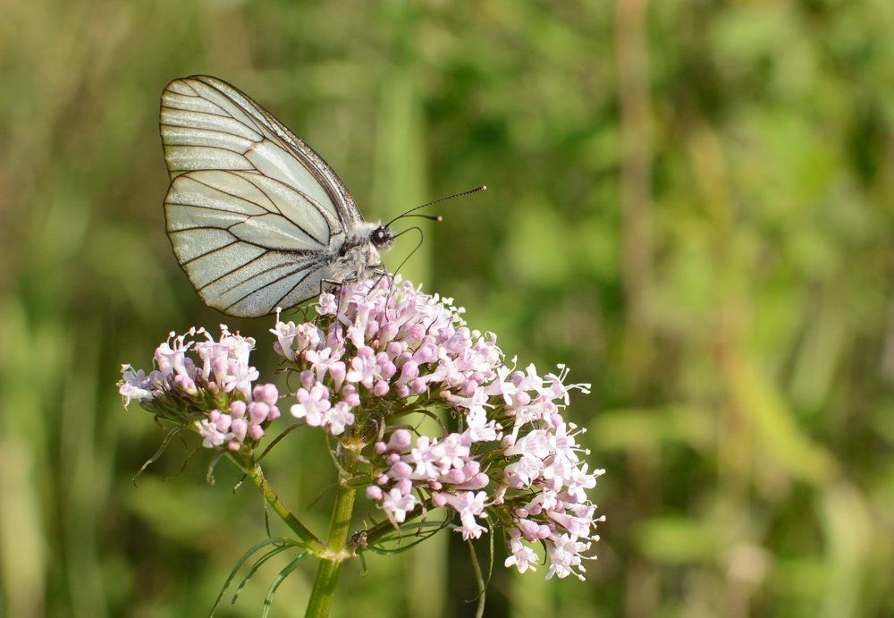 Невеста (Bride)