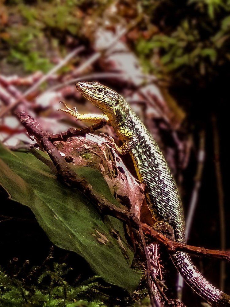 Хозяйка медной горы