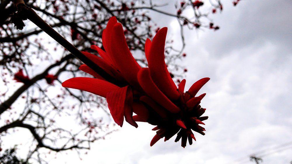 R.E.D. Flower