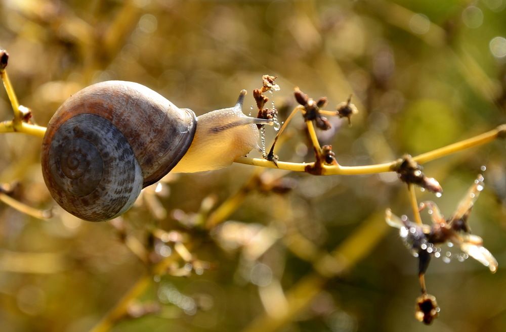 Завтрак улитки