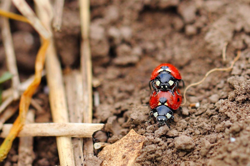 Микропастбище коровок...