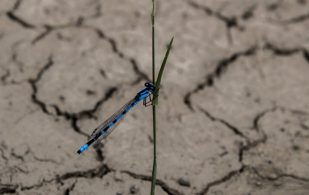 Лазурь в пустыне