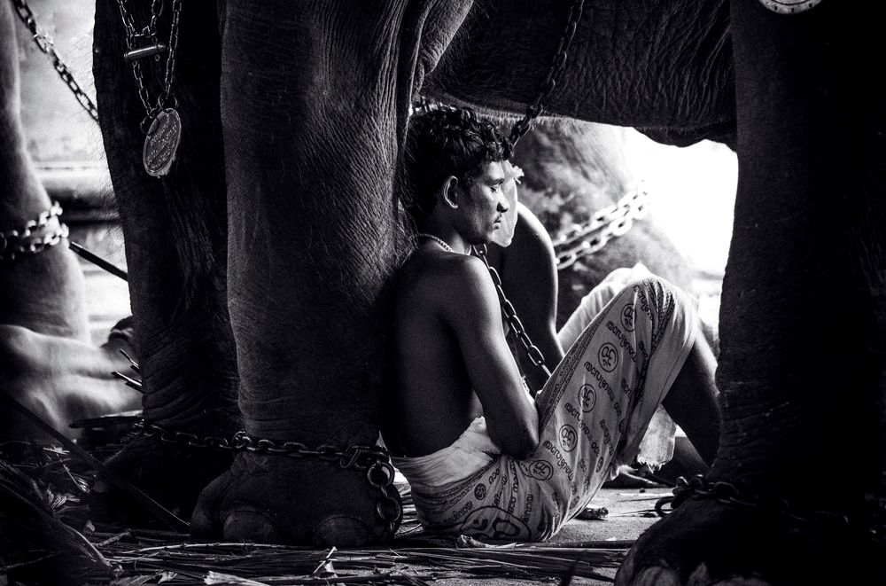 A short nap under the Elephant