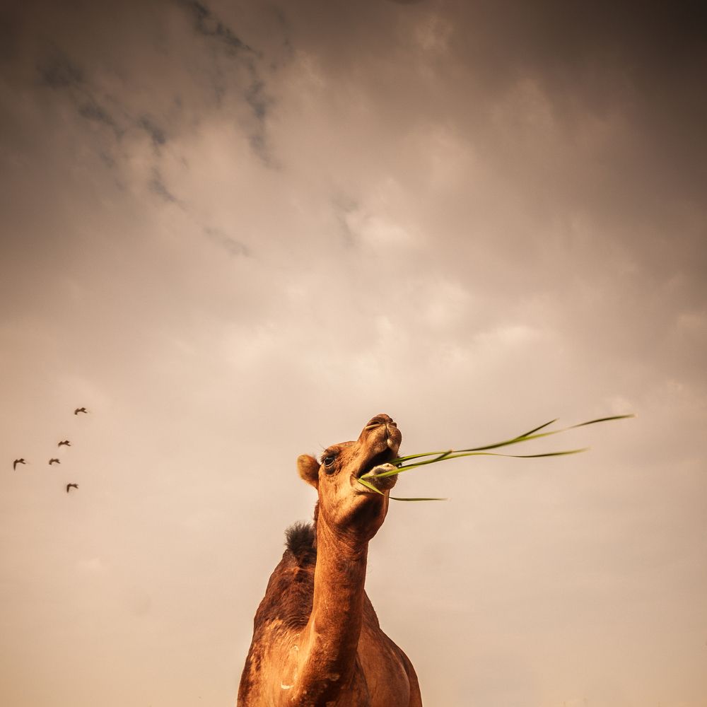 Camel eating its lunch in the deserts of Saudi Arabia