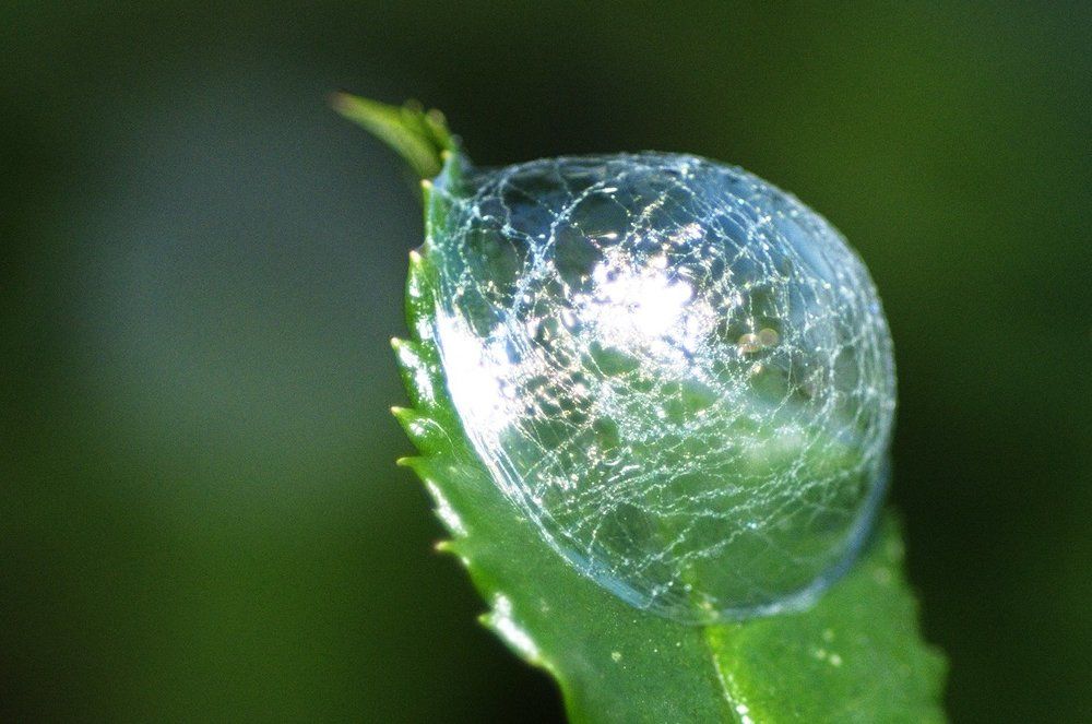Soap bubble on the leaf (Мыльный пузырь на листике)