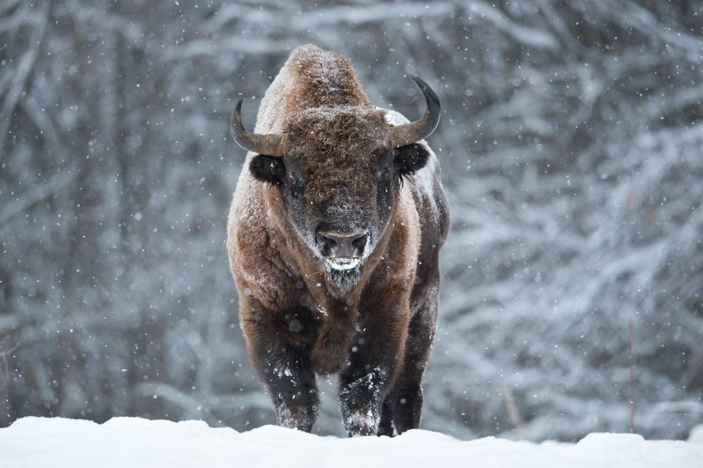 Страж зимнего леса