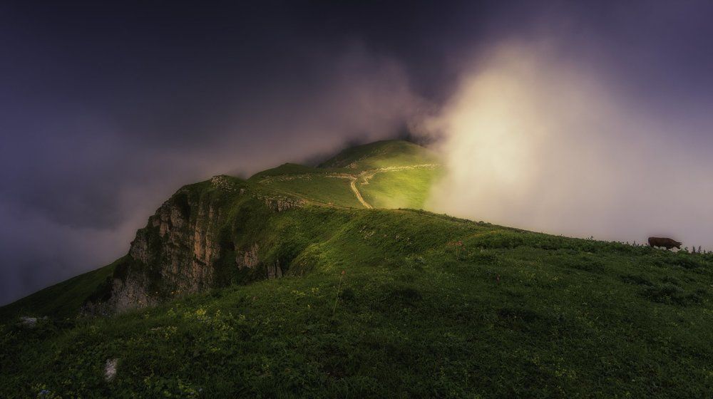 Арабика, окутанная туманом