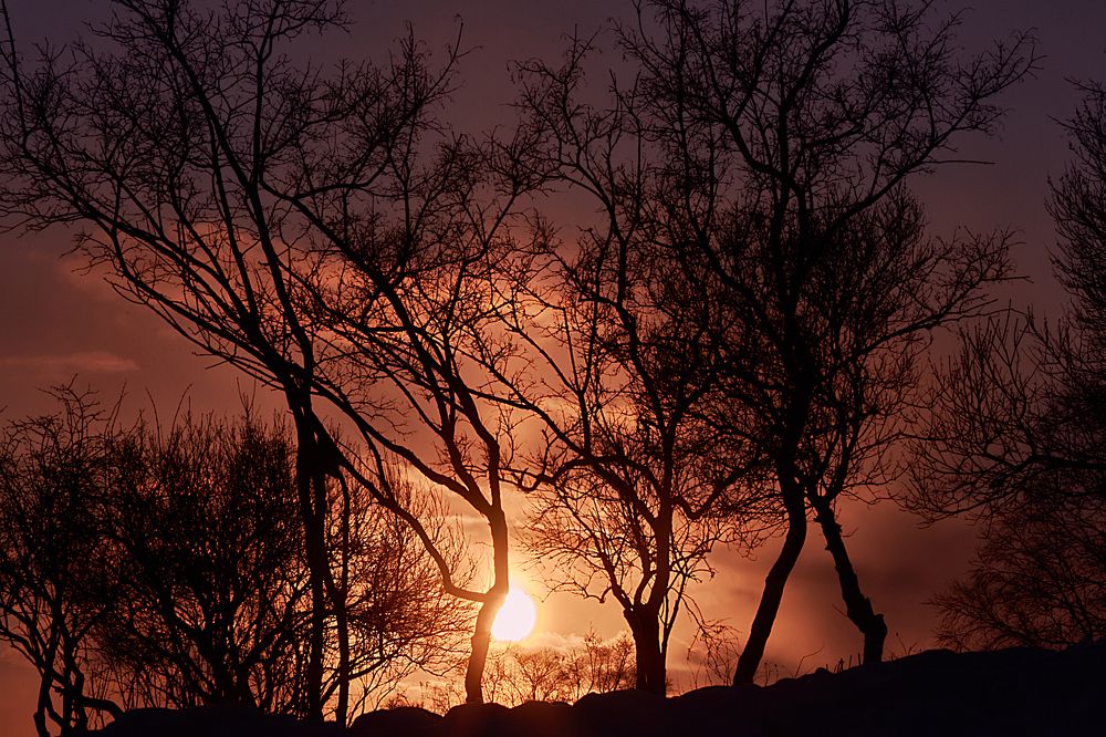 Сафари на севере