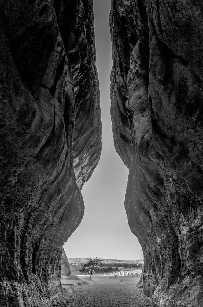 Nature art black and white