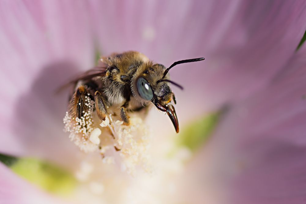 Забияка --- бе бе бебе бе