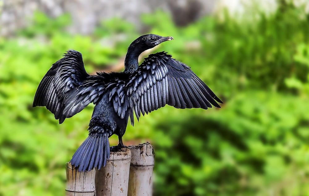 ID : Cormorant / পানকৌরী