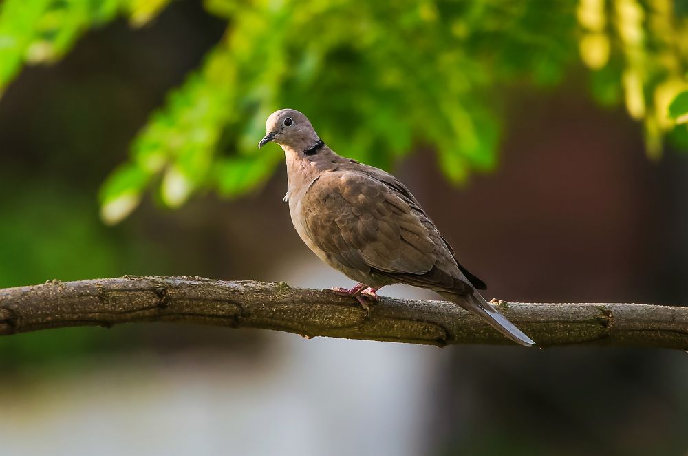 ID : Eurasian Collared Dove