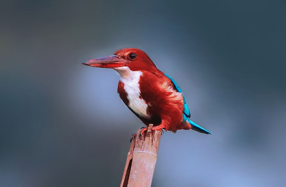 ID : White-throated kingfisher