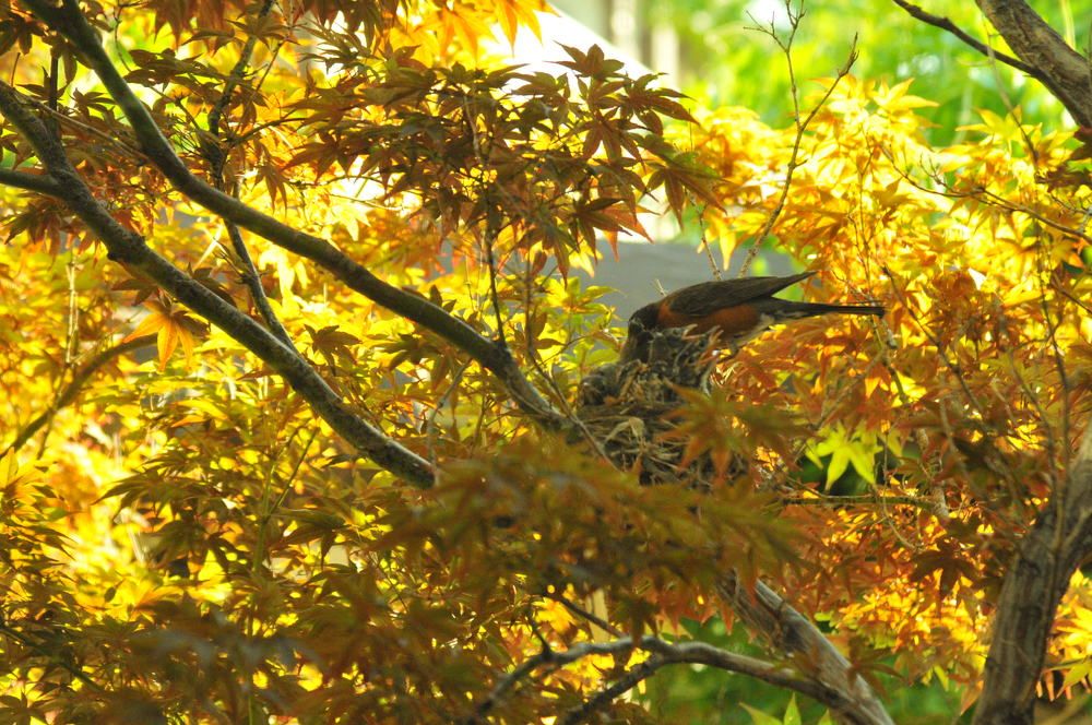 кормление своих птенцов