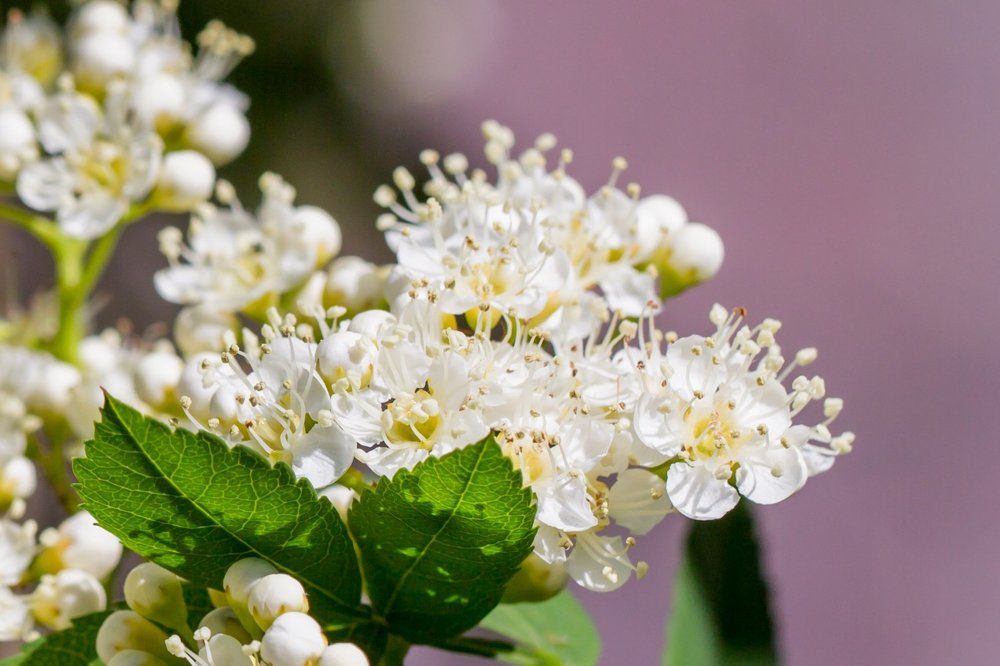 Цветёт рябина