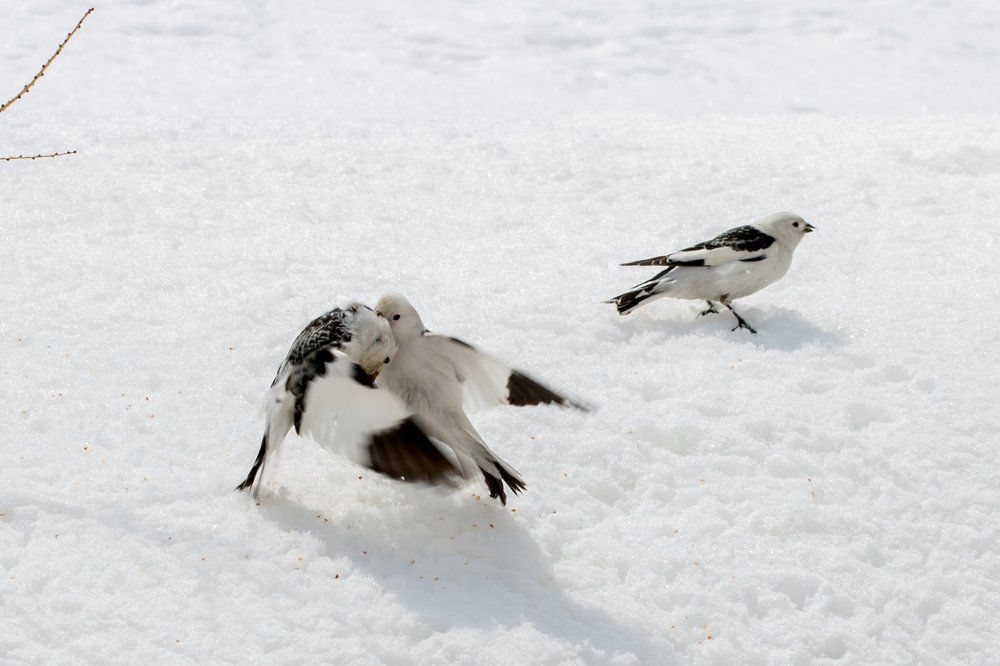 У пуночек разборки...