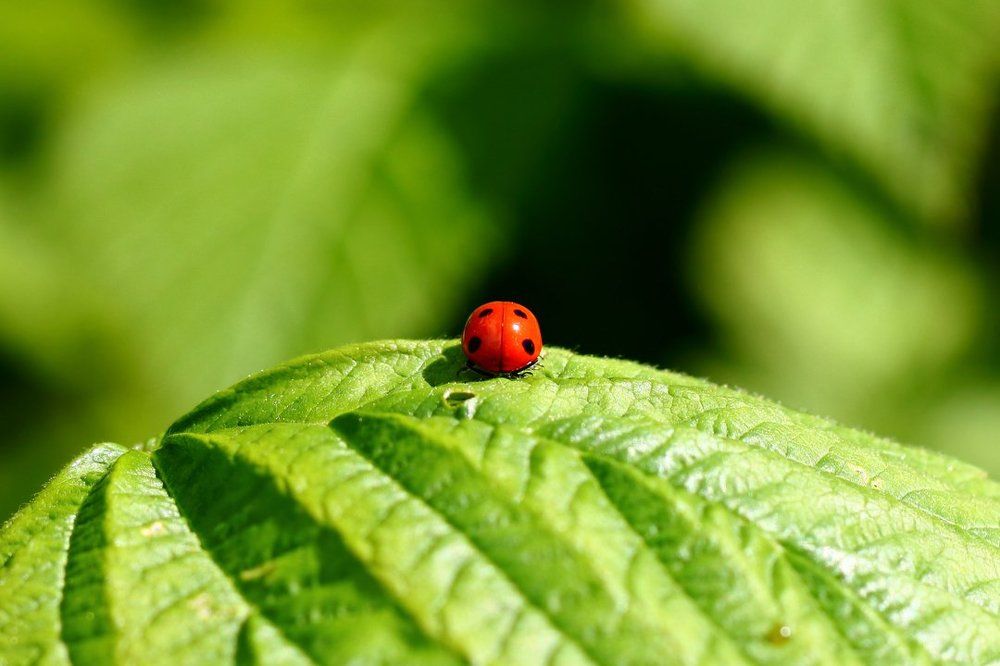 Живая доминошка...