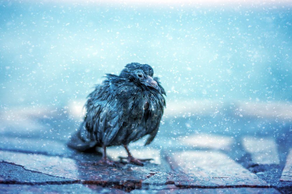 Замерзающий птенец